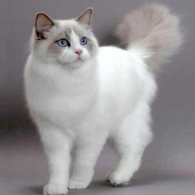 Лариса Тимербаева