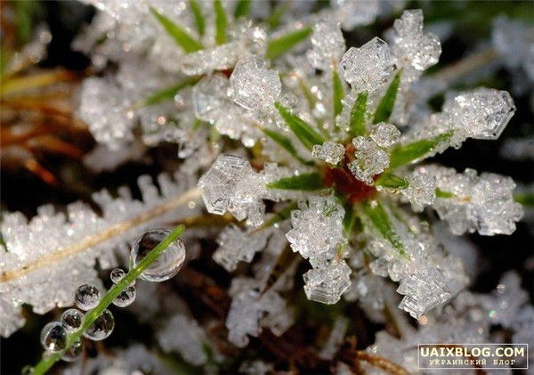 Надежда Надежда