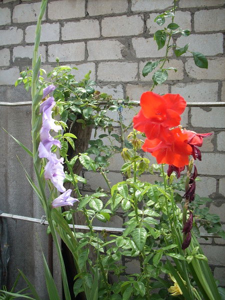 Надежда Калашник