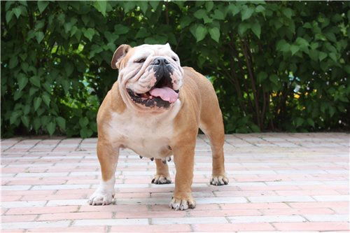 Таис Афинская