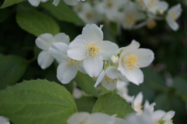 Татьяна Григорьева