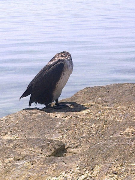 Ольга Парфенова