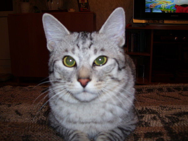 Сергей Костенков