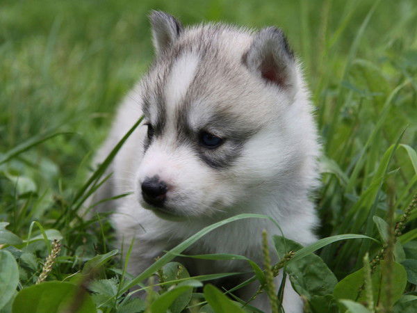 Евгения Трофимова