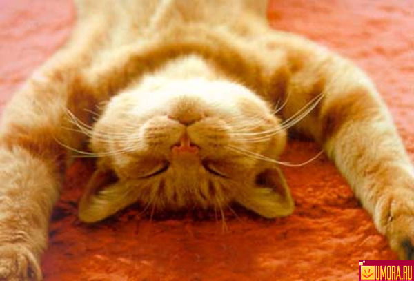 Дурман Любви