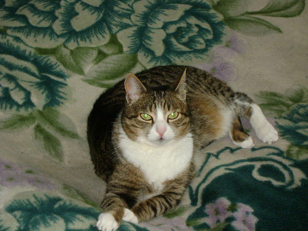 Алла Фомина