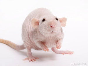 Наруто Сакура