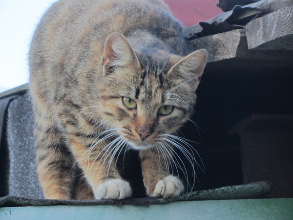 Татьяна Угримова