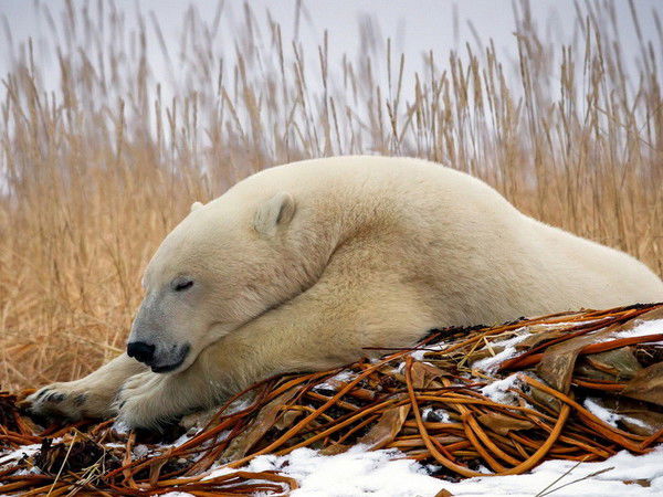 Вадик Волошин