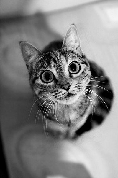 Лёха Старостин