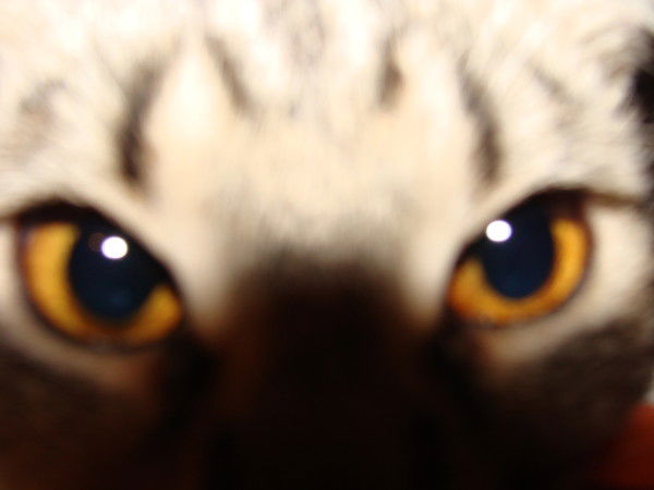 Оксана Идиатулина