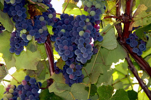 Елена Грачева