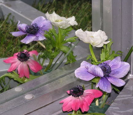 Светлана Ласс