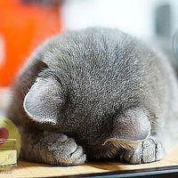 Вика Остояч