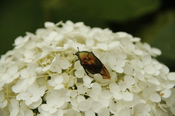 Сергей Веригин