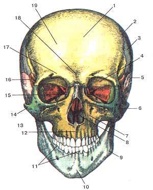 Дмитрий Коршунов