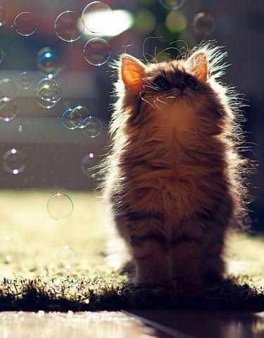 Алина Тершукова