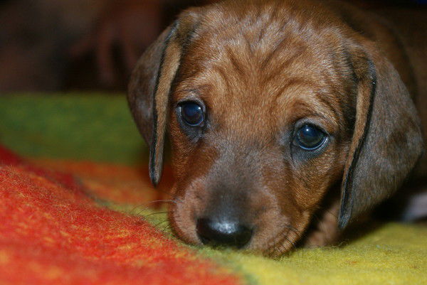 Ника Николаева