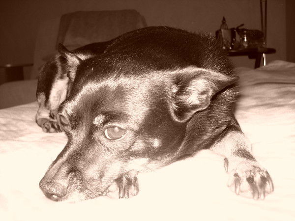 Serpentina Serpentina