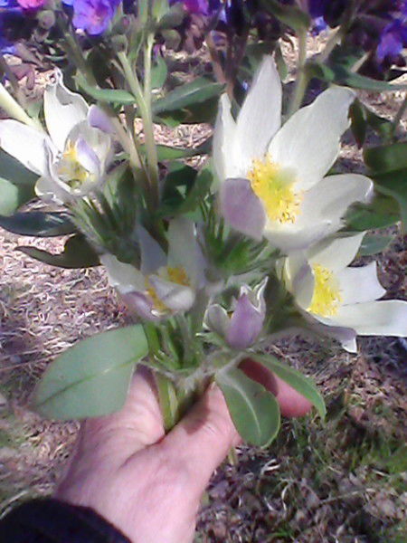 Любовь Поломошнова