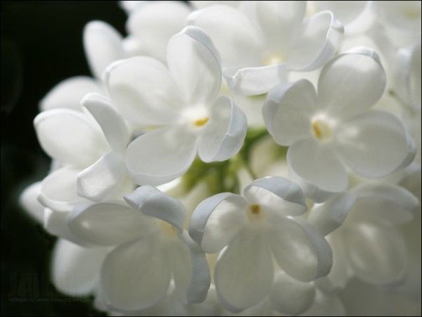 Галина Величко