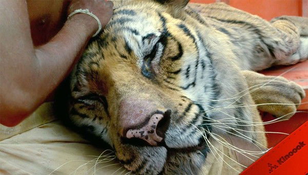 Александр Кытенков