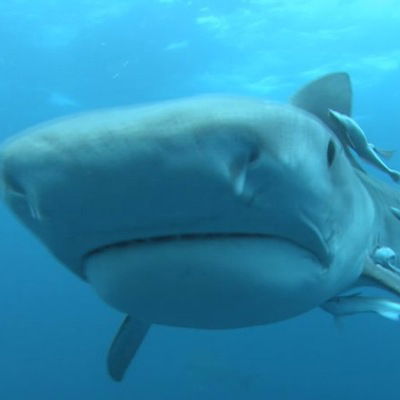 Данил Зайков