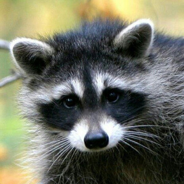 Андрей Шлычкин