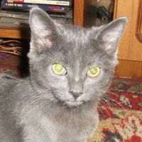 Лена Вилкова