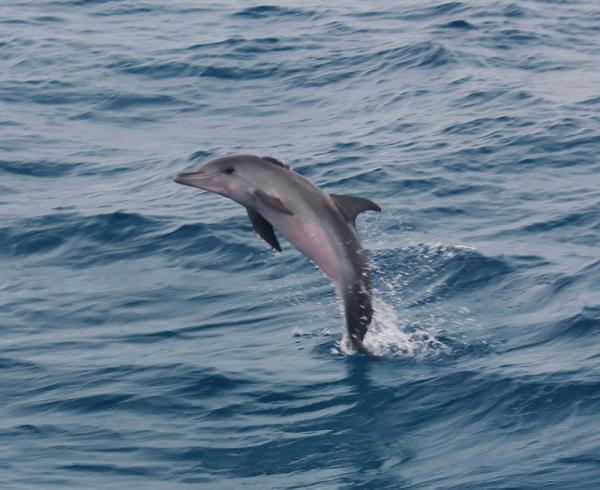 Ирина Соболева