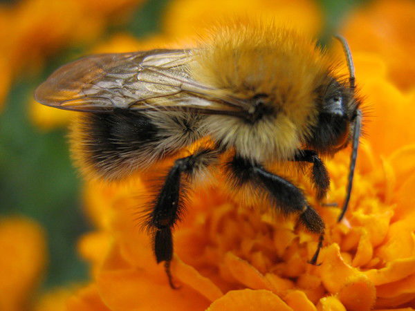 Оксана Соколова