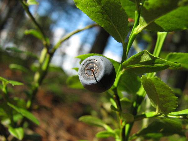 Владимир Чебоксаров