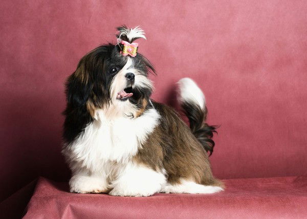 Светлана Соколова