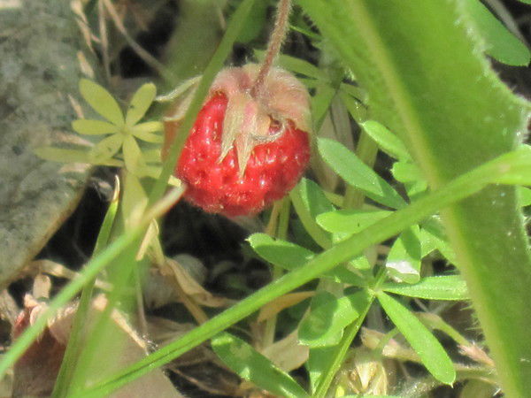 Нурия Фазлыева