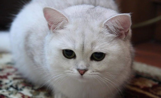 Ирина Сергеевна