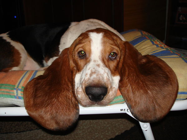 Дарья Бузун