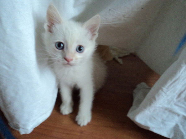 Андрей Гурьянов