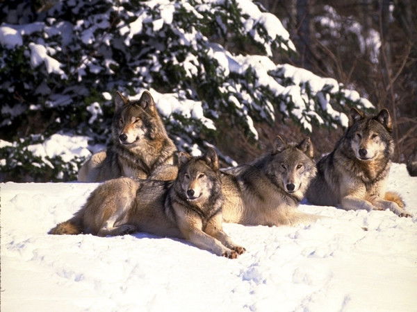 Дима Чеканов