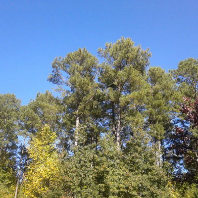 Татьяна Корнильева