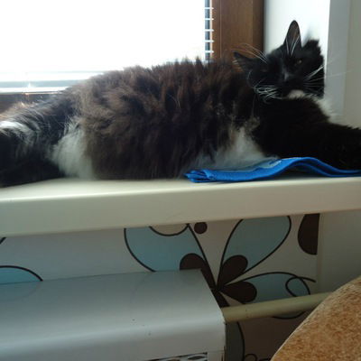 Алла Черкас