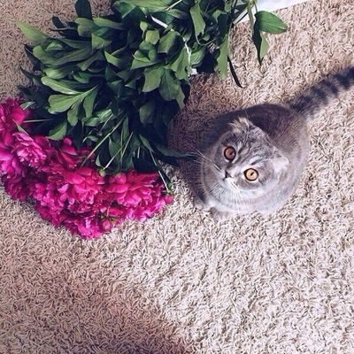 Хеда Хасимикова