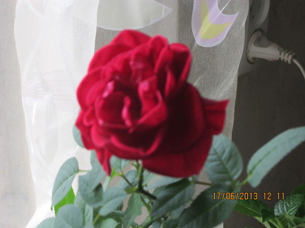 Татьяна Степанова