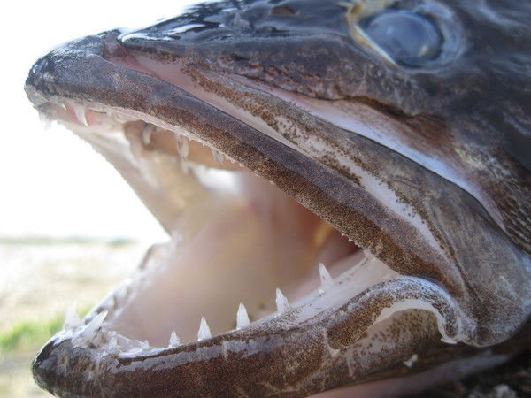 Сергей Иванов