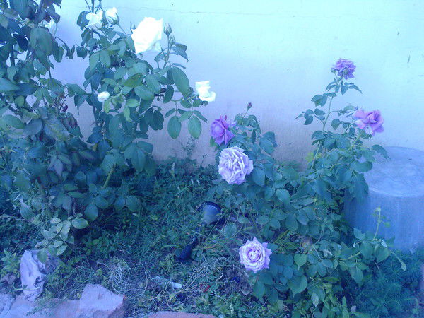 Александр Пищиков