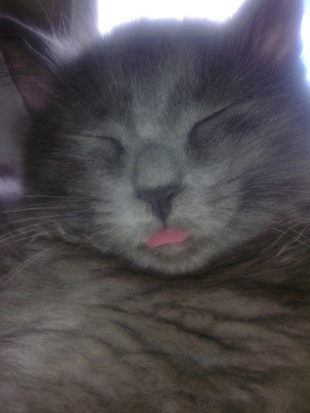 Светлана Выскок