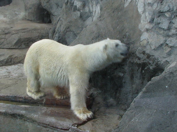 Сергей Вайло