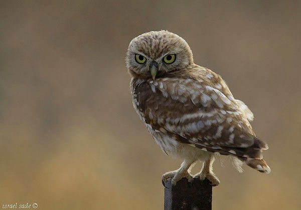 Даниил Стоянов