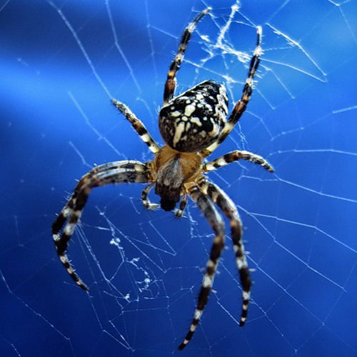 Иван Криворучкин