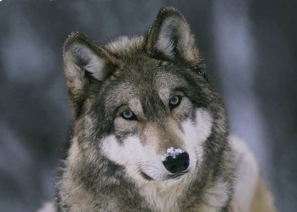 Кристина Заикина