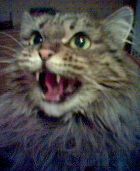 Вика Джиоевапискунова